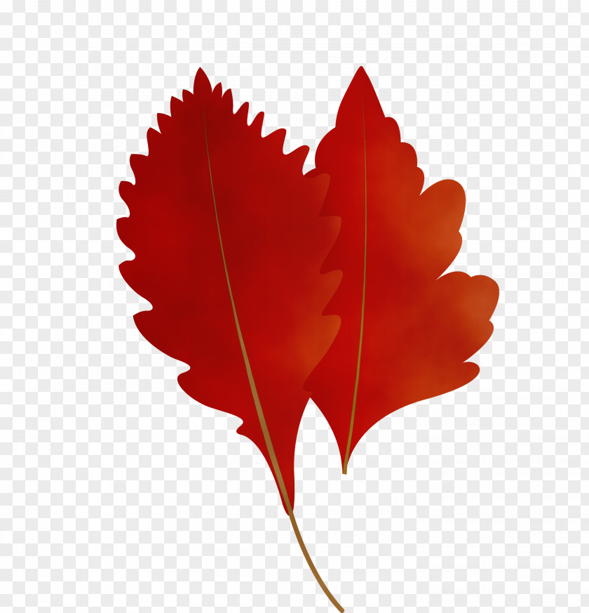 Maple Leaf PNG