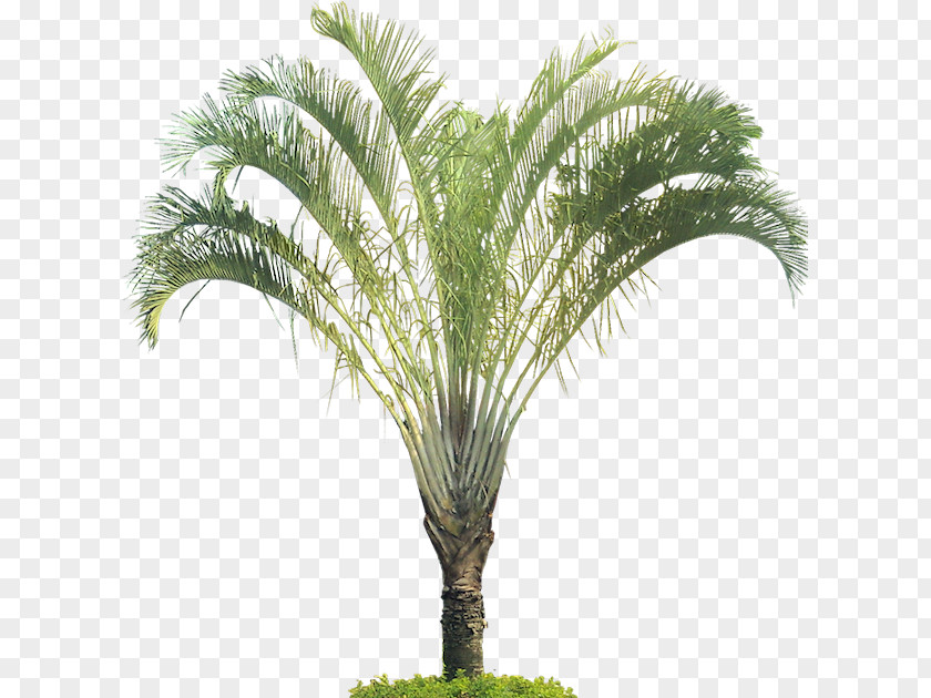 Tropical Leaf Dypsis Decaryi Tree Arecaceae Tropics Plant PNG