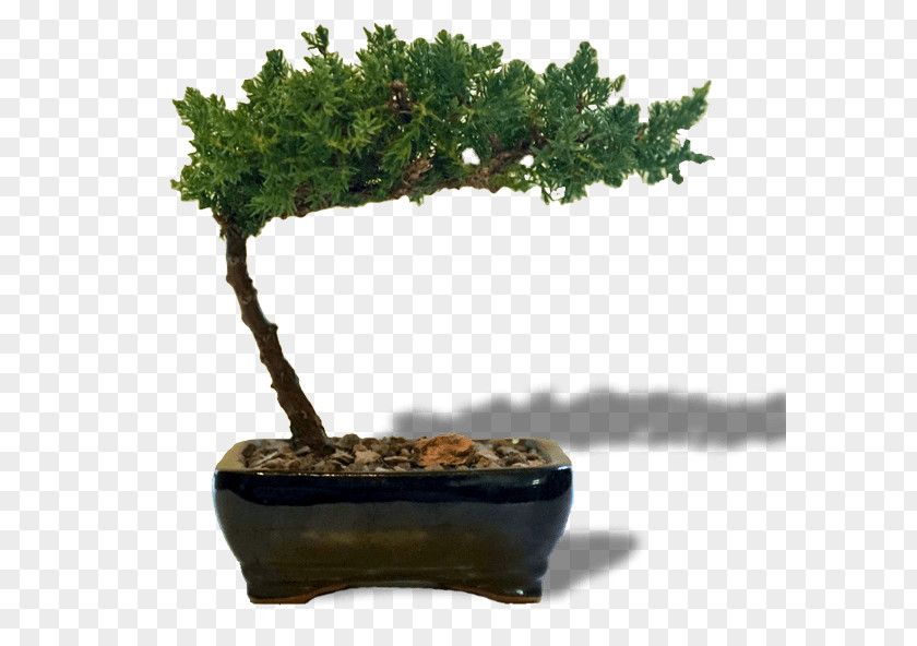 Bonsai Sageretia Theezans Tree Flowerpot Houseplant PNG