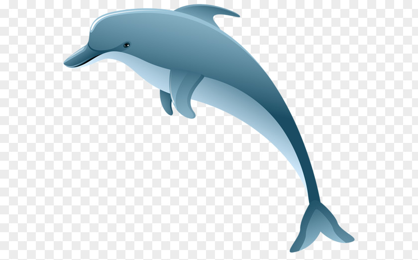 Dolphin Common Bottlenose Short-beaked Tucuxi Clip Art PNG
