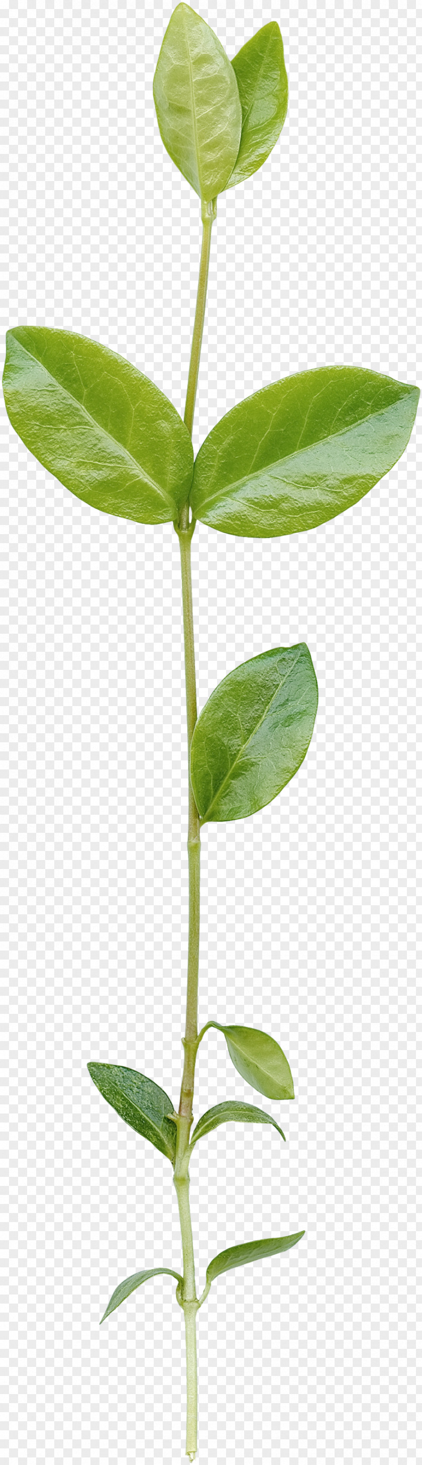 Green Leaves Download PNG