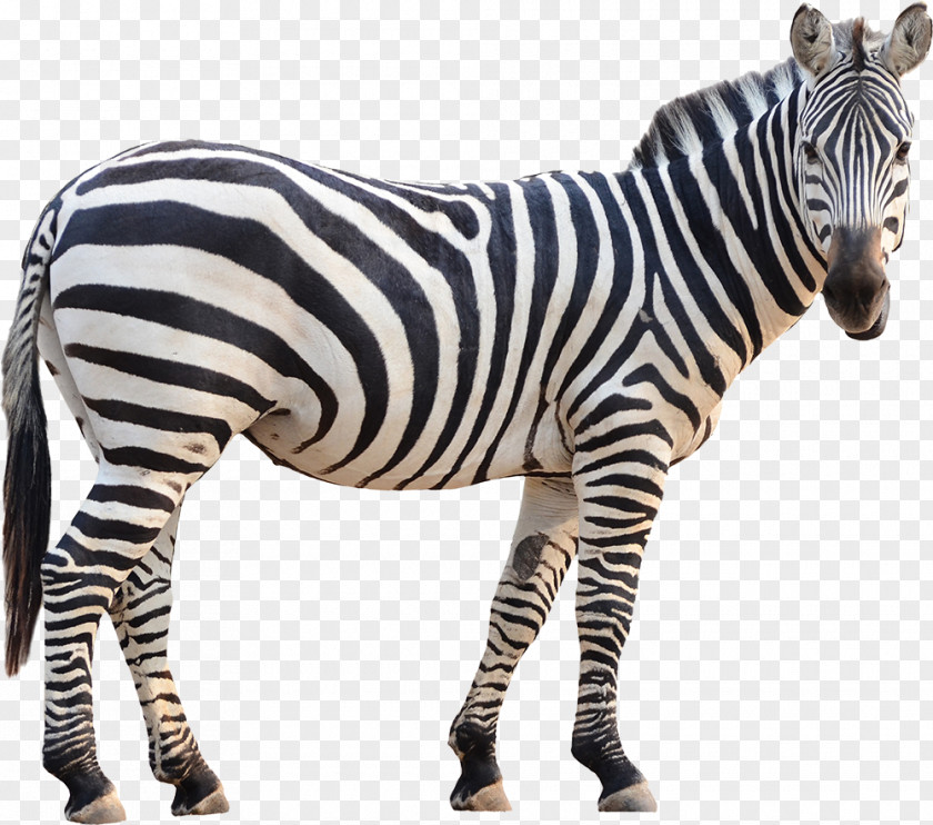 Neck Snout Zebra Cartoon PNG