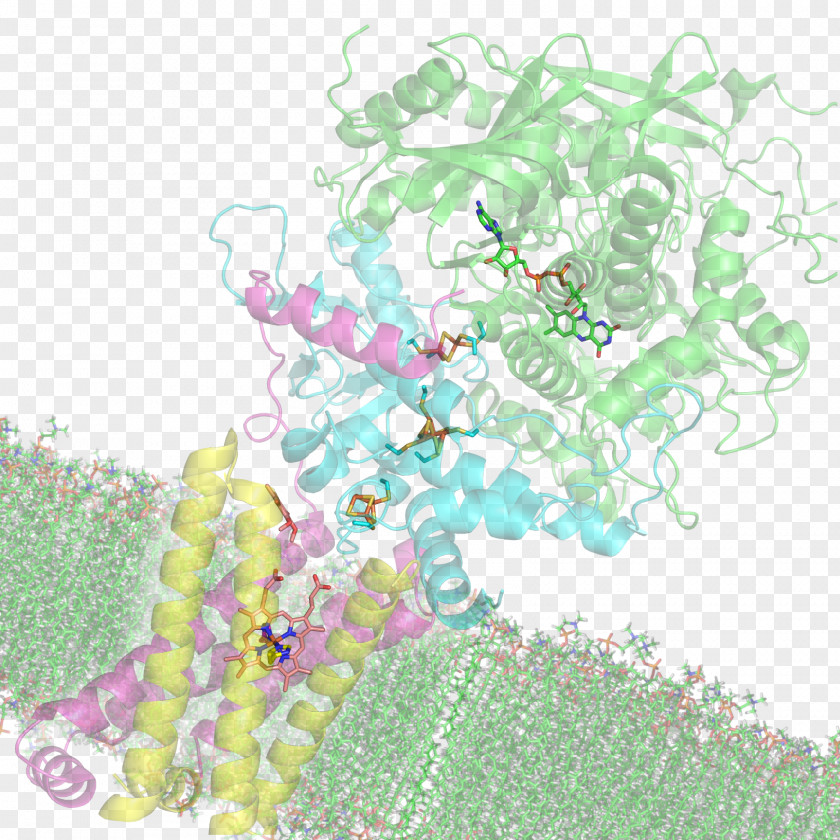 Succinate Dehydrogenase Cofactor Biochemistry PNG