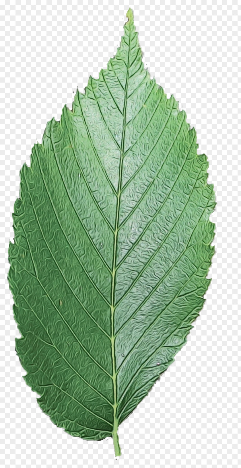 Sweet Birch Woody Plant Leaf Grey Alder Flower Slippery Elm PNG