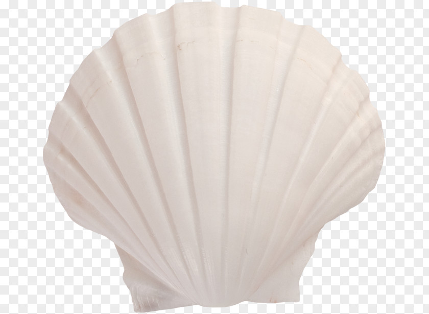 White Shell Lighting Seashell PNG