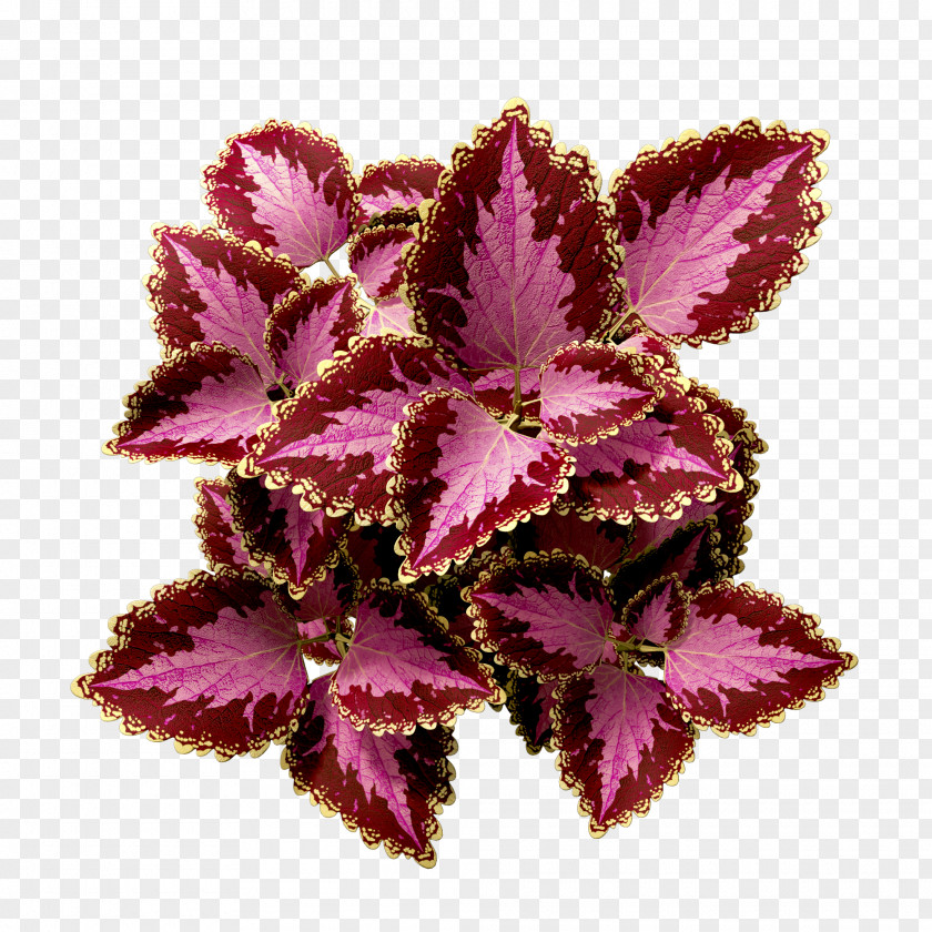 Annual Plant Petal Pink Flower Cartoon PNG