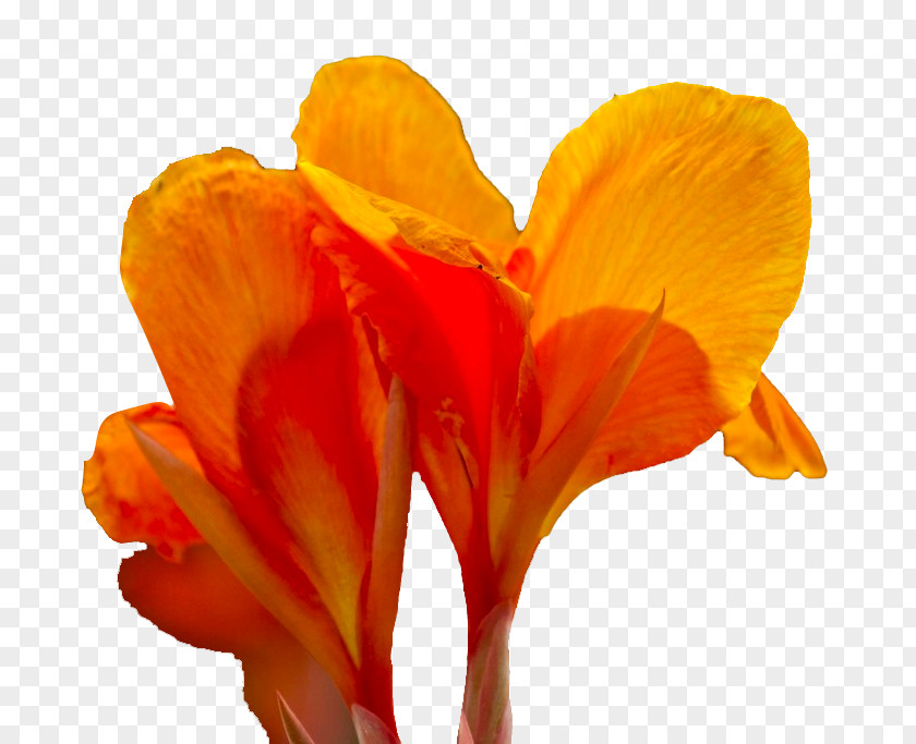 Cannabis Pictures Canna Flower Icon PNG