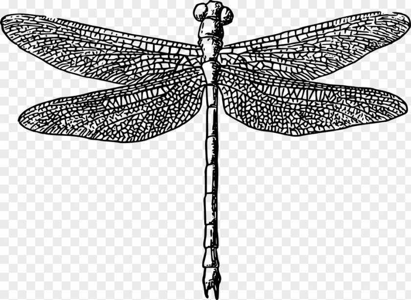 Dragon Fly Paper Dragonfly Printing Clip Art PNG