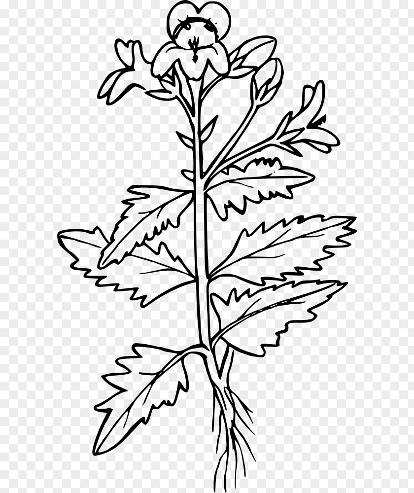 Firkin Mustard Plant Seed Coloring Book Black Clip Art PNG