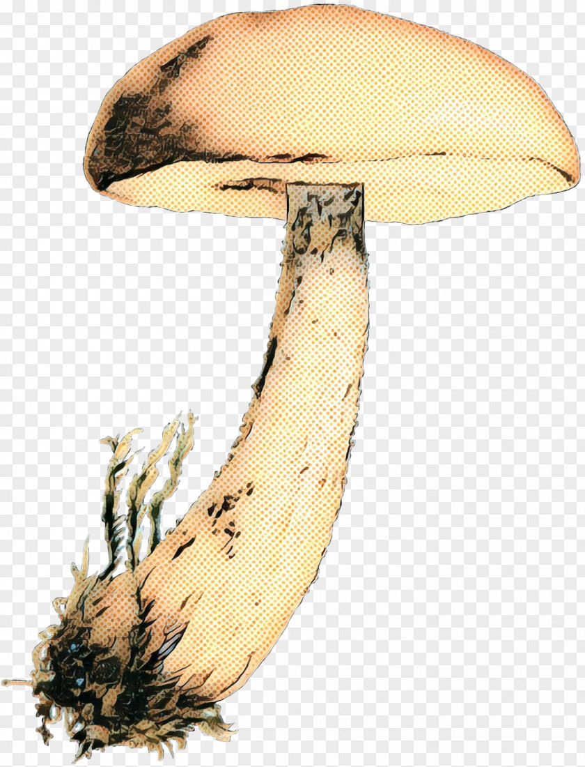 Oyster Mushroom Medicinal Cartoon PNG