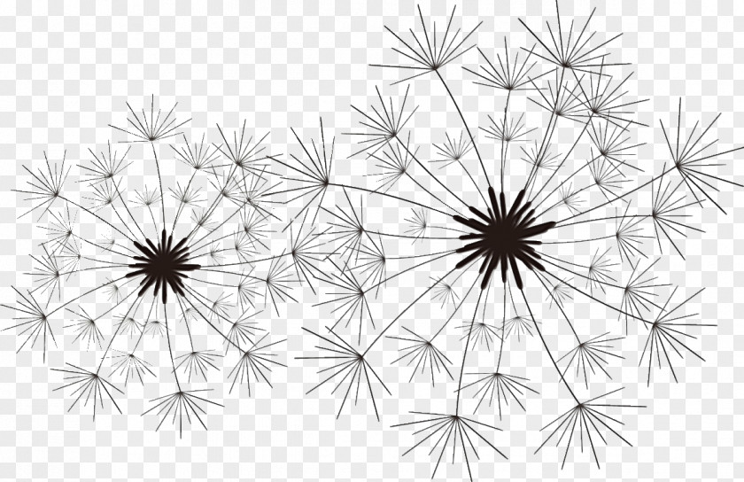 Pattern Line Art Thorns, Spines, And Prickles Symmetry Petal PNG