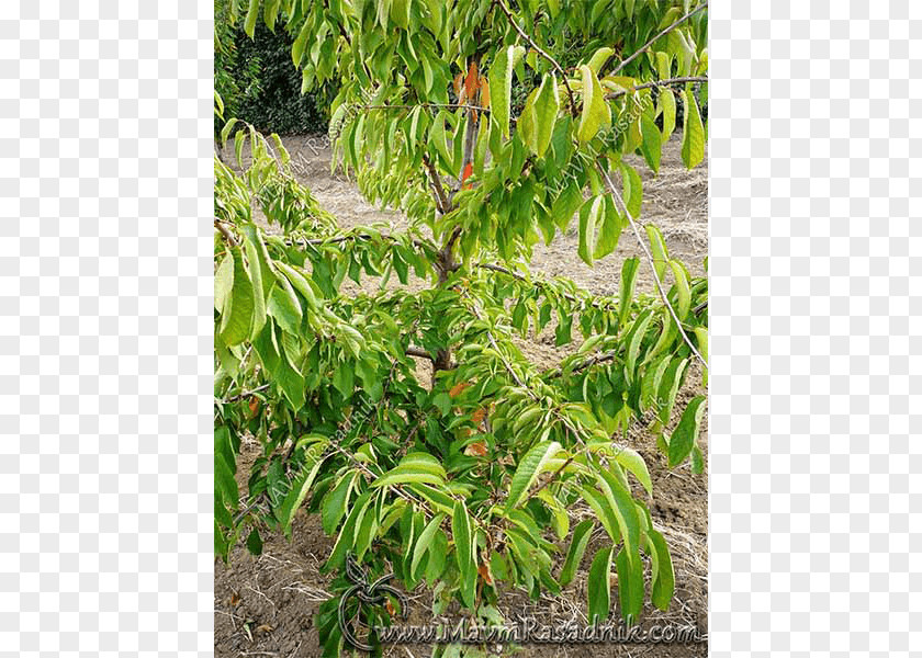 Tree Cherry Plant Community Shrub Angle PNG