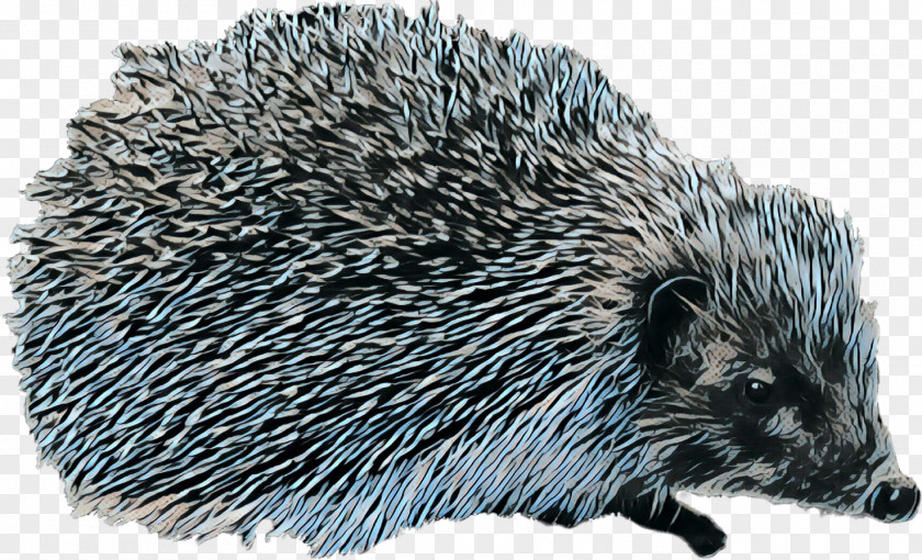 Domesticated Hedgehog Porcupine European PNG
