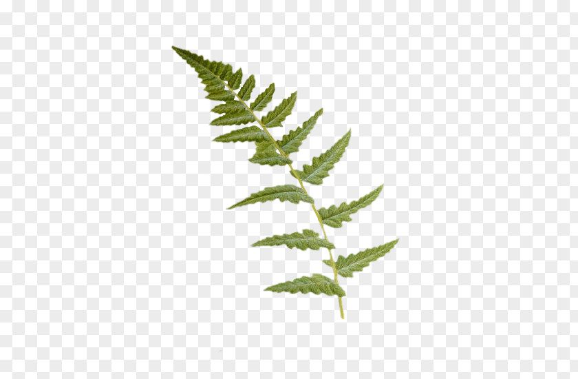 Leaf Fern Dryopteris Cristata Vascular Plant Burknar PNG