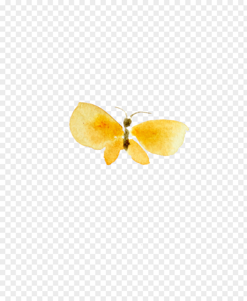 Moth PNG