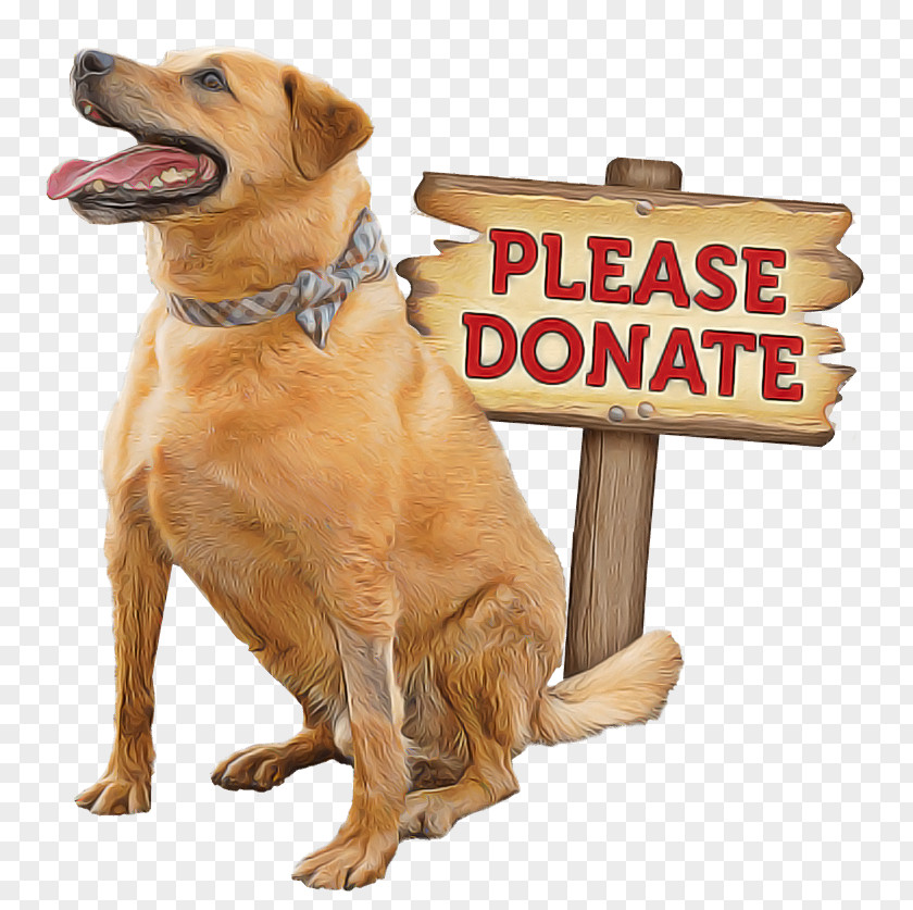 Paw Retriever Dog Golden Sporting Group Companion PNG