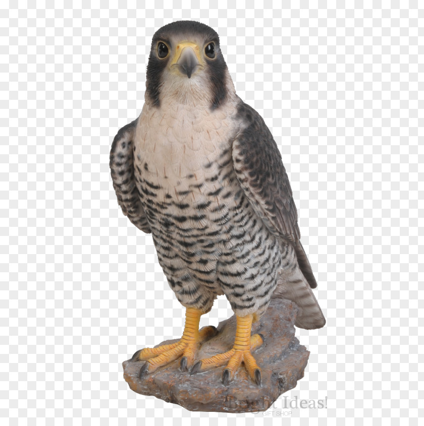 Bird Peregrine Falcon Ornament Art PNG