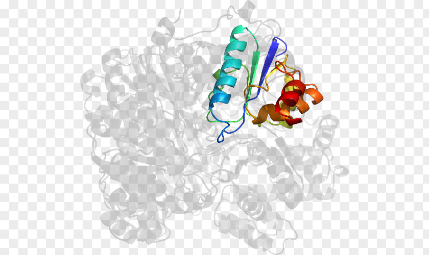 Carbamoyl Phosphate Synthetase I HBB Clip Art PNG