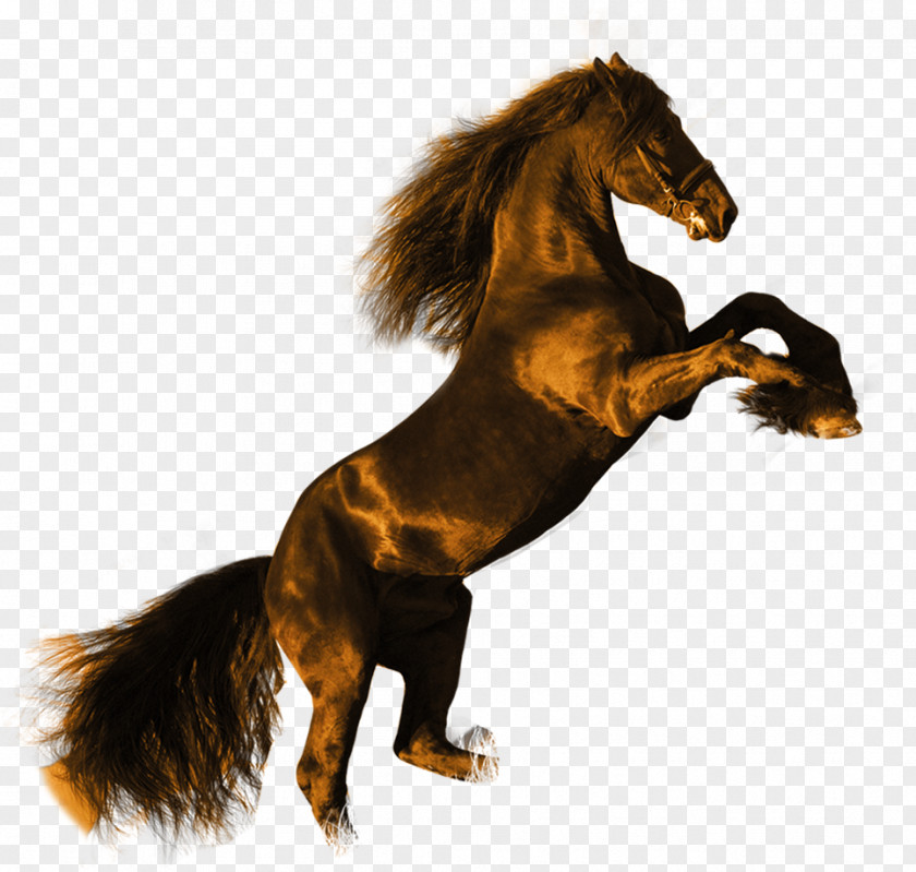 Dark Horse Maxima Friesian Stallion High-definition Video Black Wallpaper PNG