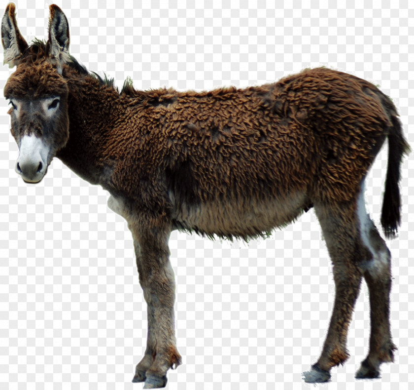 Donkey Aasi Poitou Clip Art PNG