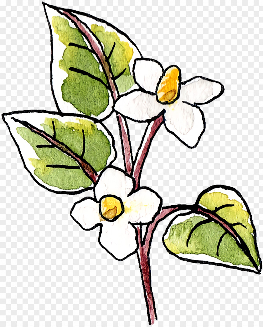 Floral Design PNG