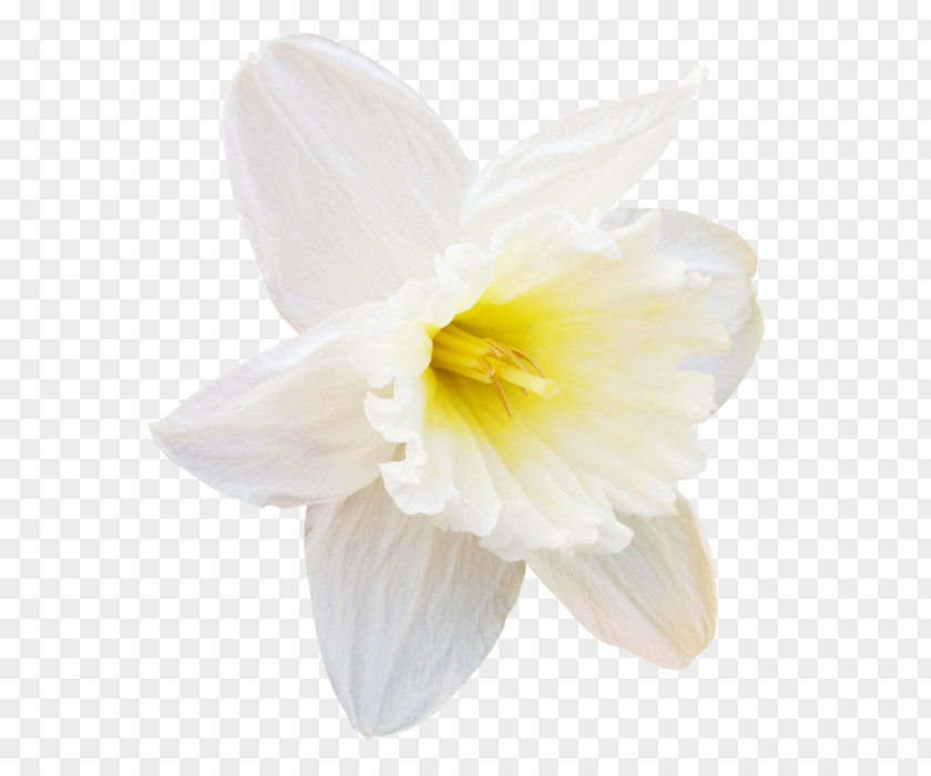 Flower Daffodil Narcissus Cut Flowers Amaryllidaceae PNG