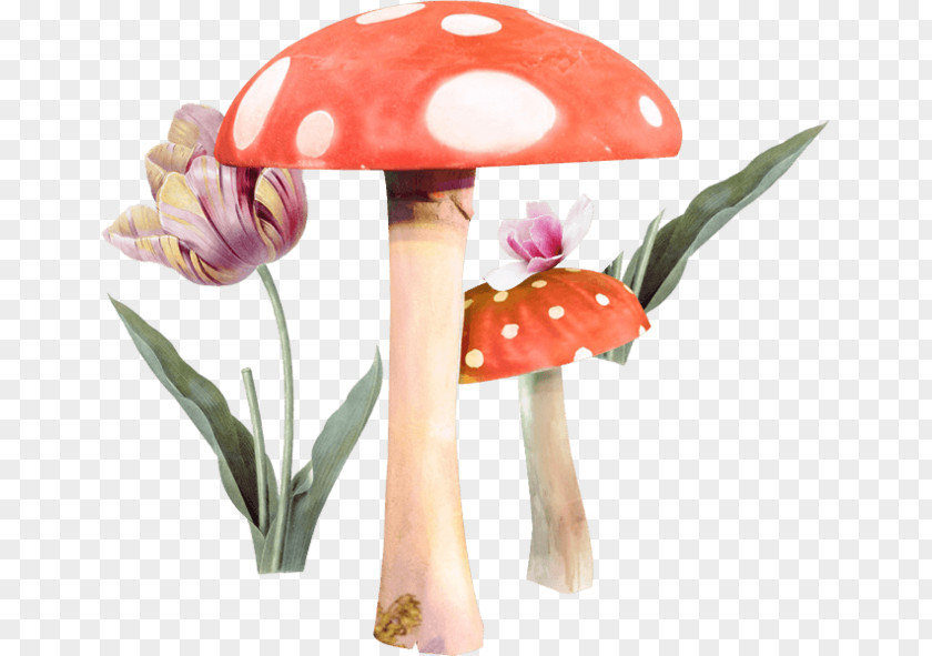 Mushroom Flowers Do Not Pull The Material Fungus Clip Art PNG
