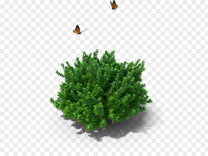 Secret Garden Wind Shrub Box Tree PNG
