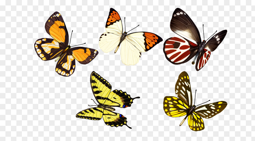 Butterfly Monarch Clip Art PNG