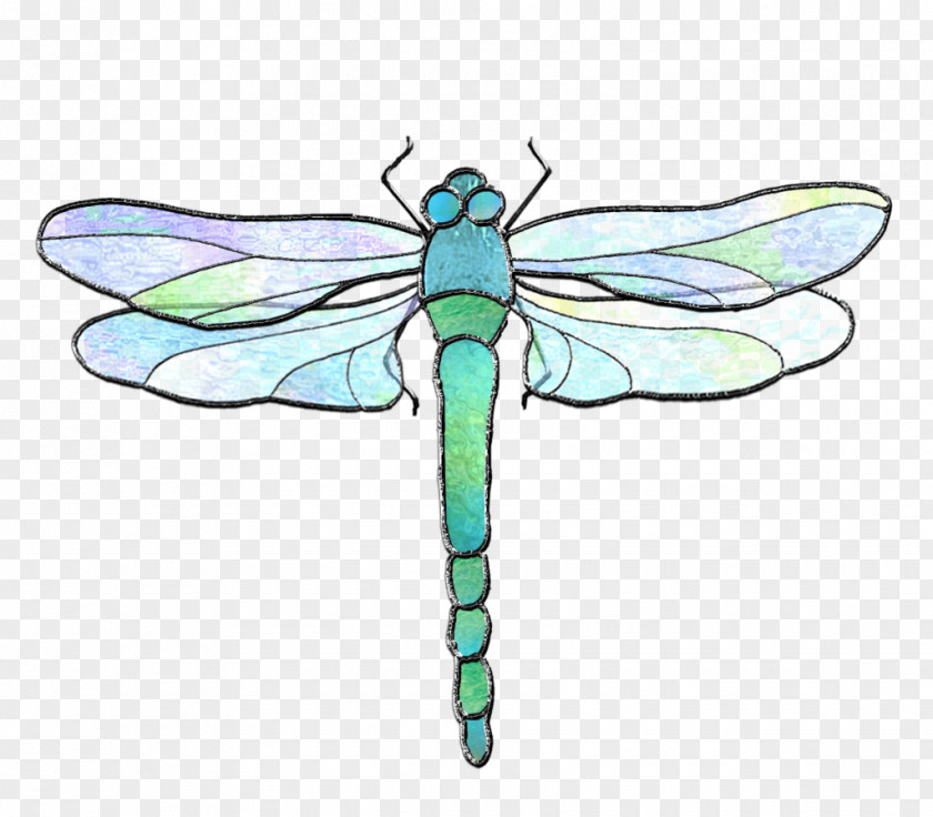 Dragonfly Insect Invertebrate Pollinator PNG