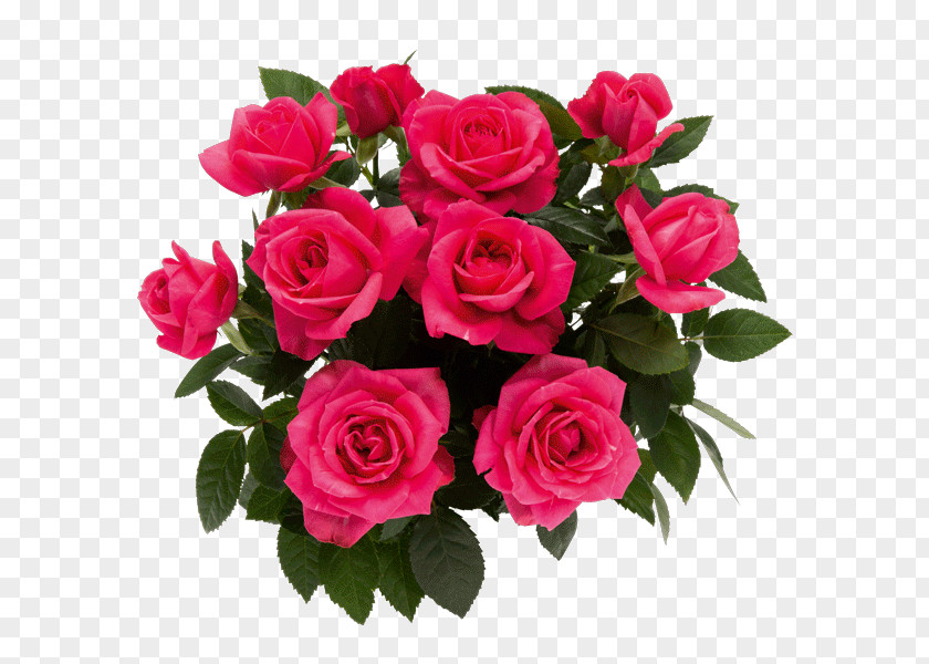 Garden Roses Kukkamia@gmail.com Cut Flowers Floral Design PNG