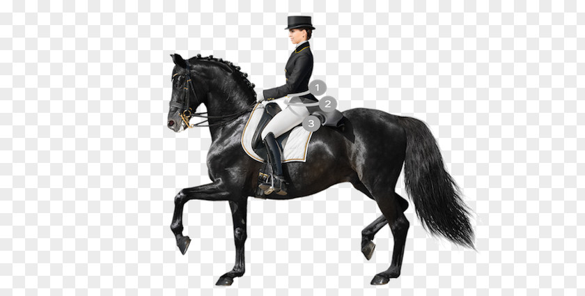 Horse Dressage Equestrian Stock Photography Saddle PNG