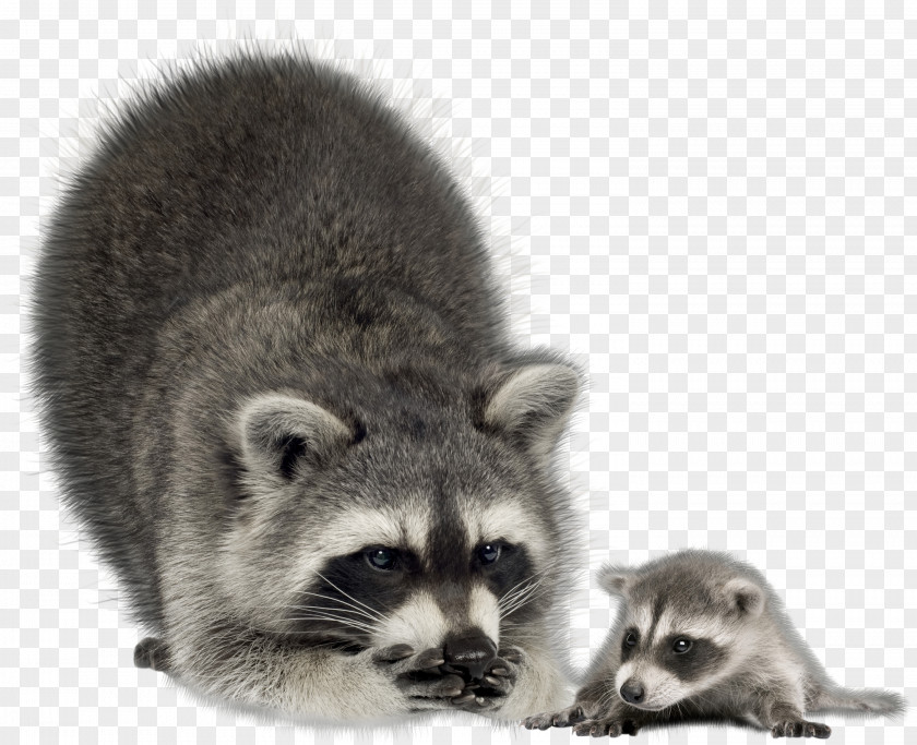 Raccoon Infant Mother Coyote Stock Photography PNG
