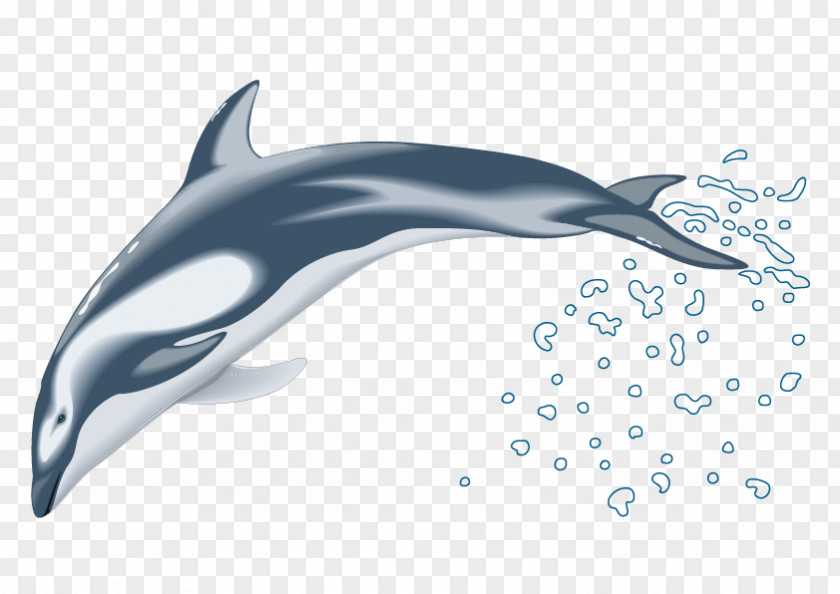 Vector Dolphins Dolphin Drawing Clip Art PNG