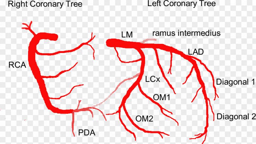 Heart Coronary Circulation Anterior Interventricular Branch Of Left Artery Anatomy Arteries PNG
