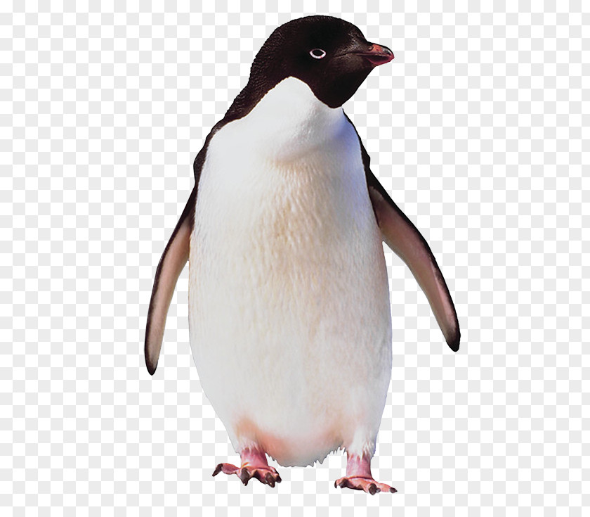 Penguin Adélie Bird Antarctica Emperor PNG