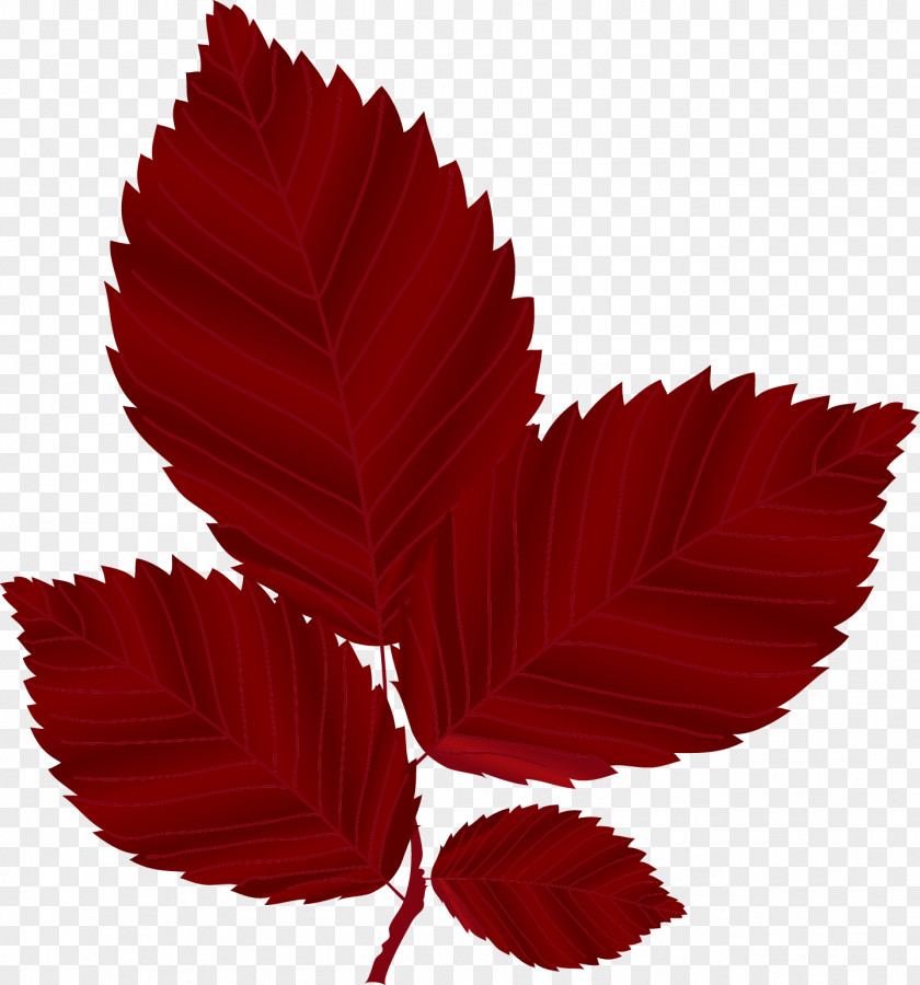 Red Maple Leaves Leaf Autumn PNG