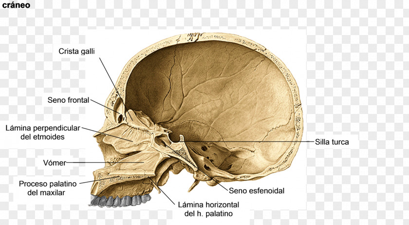 Skull Human Anatomy Sella Turcica Sagittal Plane PNG