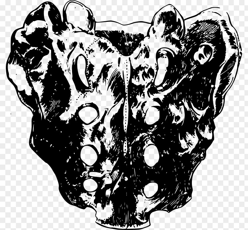 Skull Iliopectineal Line Sacrum Pelvis Bone PNG