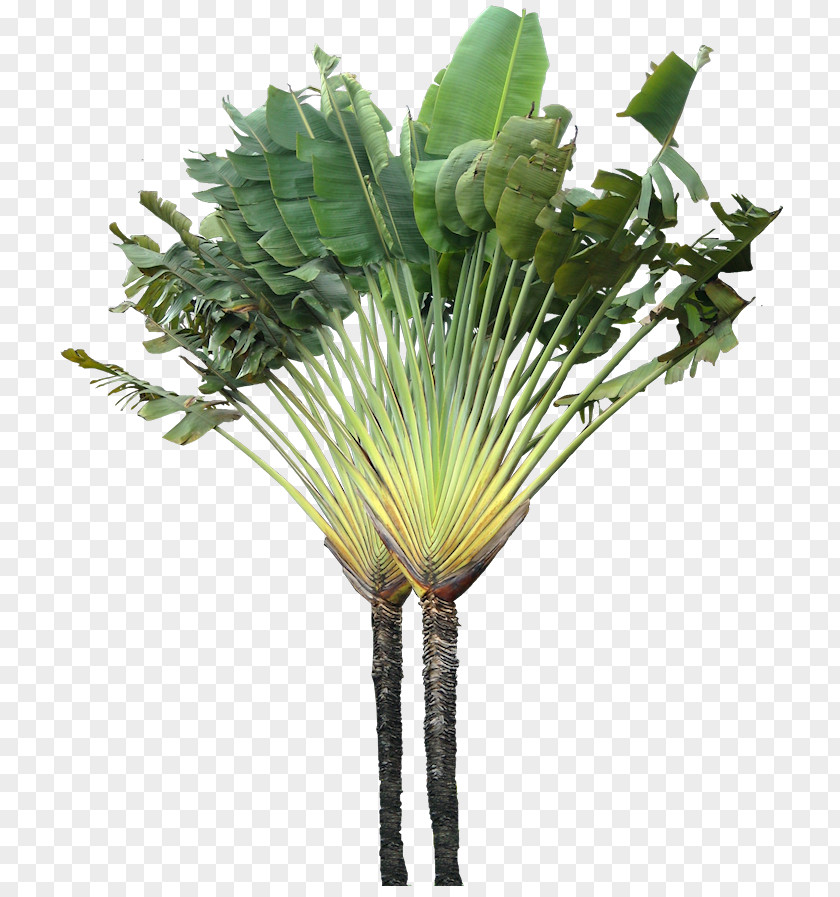 Tropical Plant Tree Arecaceae Ravenala Madagascariensis PNG