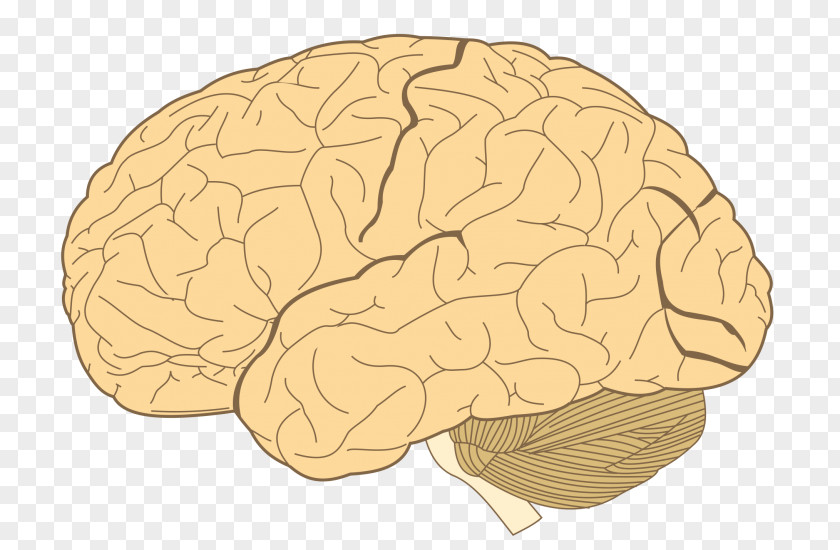 Brains Temporoparietal Junction Lobes Of The Brain Parietal Lobe Temporal PNG