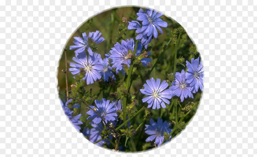 Ipoh Malaysia Chicory Flower Medicinal Plants Chicorée Industrielle PNG