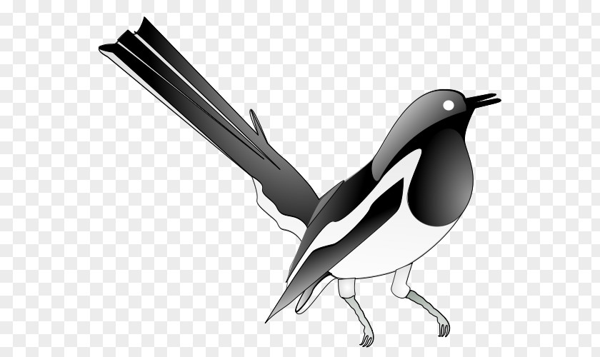 Oriental Magpie-robin Bird Clip Art PNG