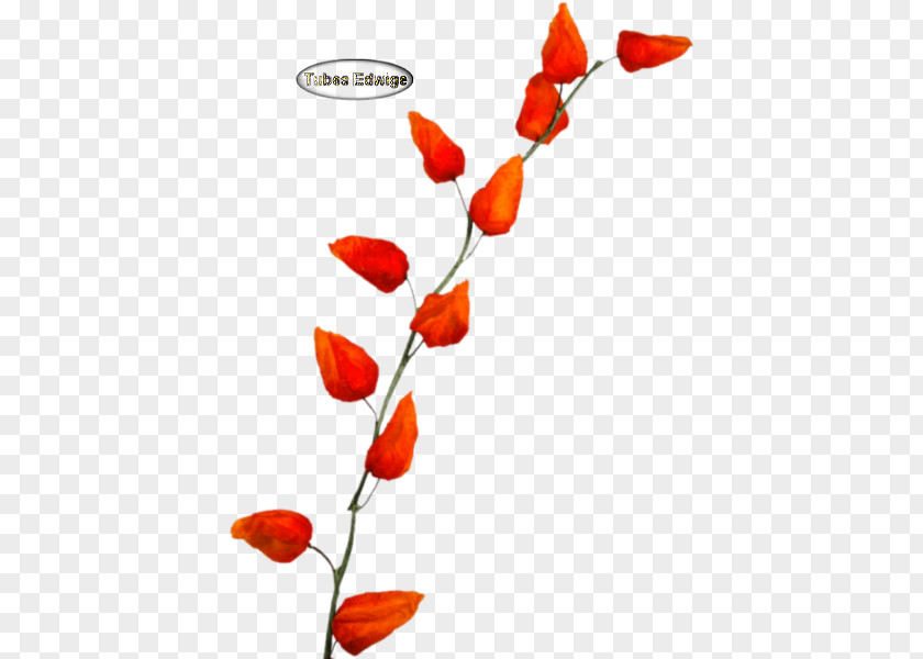 Physalis Cut Flowers Plant Stem Petal Branching PNG