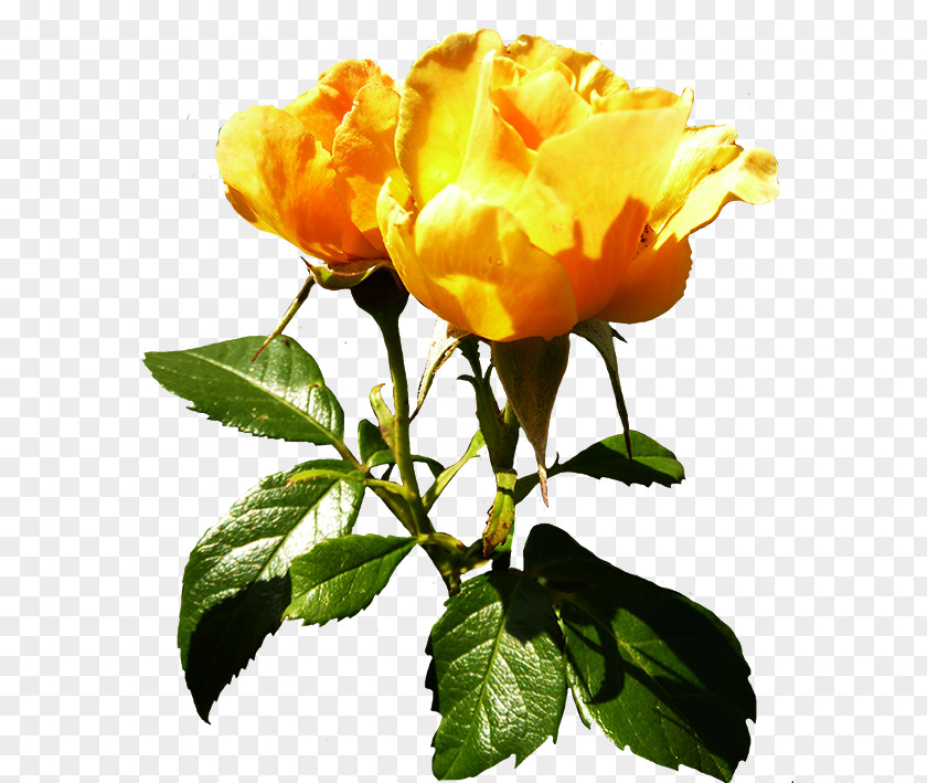 Yellow Rose Centifolia Roses Flower Orange Plant Stem PNG