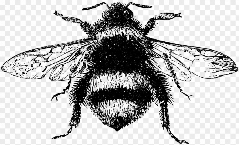 Bee Honey Insect Drawing PNG
