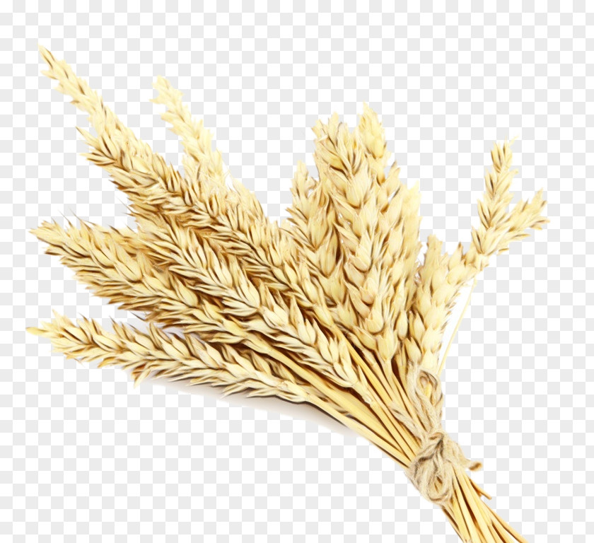 Farro Rye Wheat Cartoon PNG
