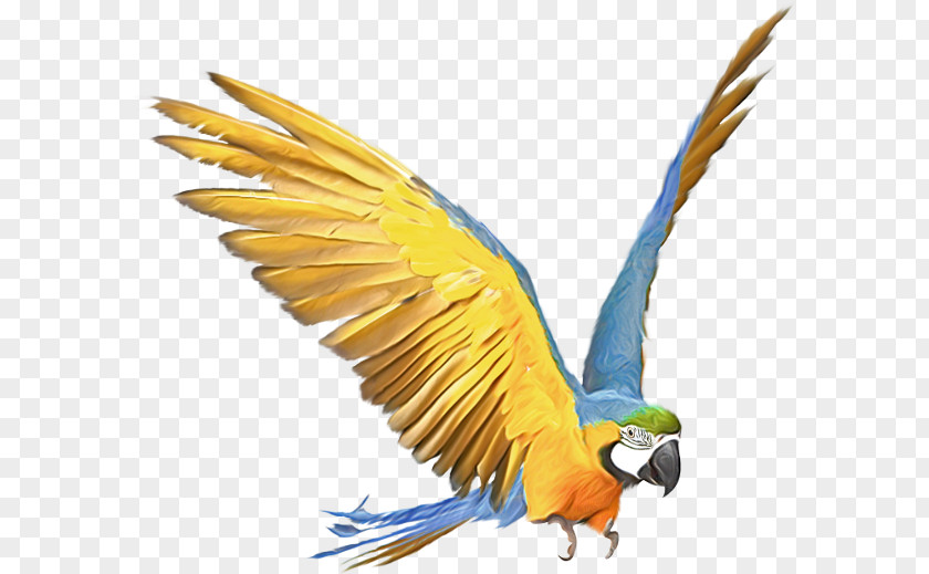 Parrot Amazon Bird Budgerigar Macaw PNG