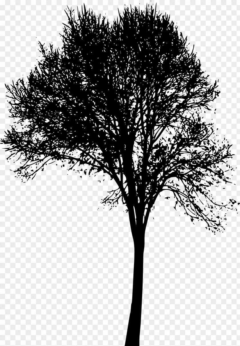 Tree Silhouette Woody Plant Branch Twig PNG