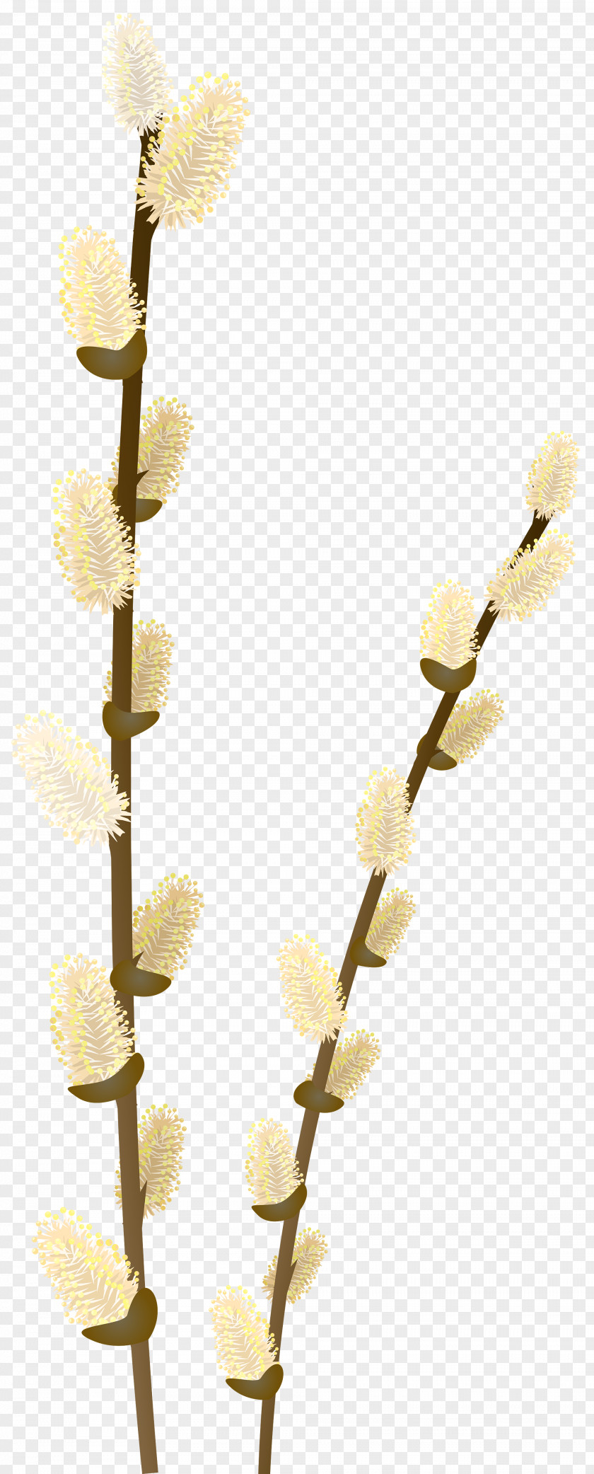 Willow Tree Branch Transparent Clip Art Image Weeping PNG